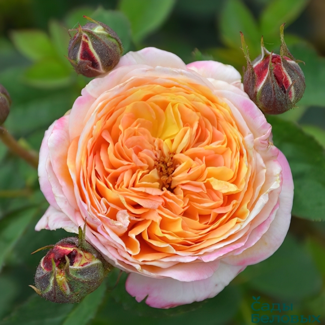 Роза кустовая Розоман Жанон